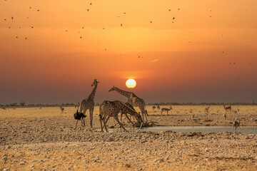 a herd of giraffes at a watering hole in Namibia