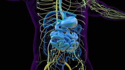 Wall Mural - small intestine anatomy for medical concept 3D