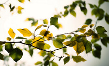 A View Of Tree Branches With Green Leafy Leaves