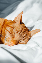 Wall Mural - Cute ginger cat sleeps on white bed under the duvet