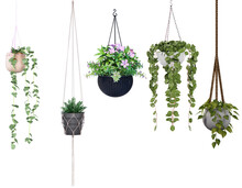 Collection Of Beautiful Plants Hanging In Ceramic Pots Isolated On Transparent Background. 