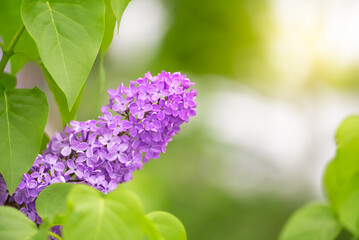Wall Mural - lilac branch in sunlight. beautiful spring background. selective soft focus.