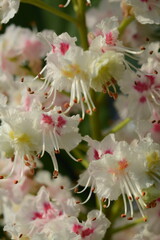 Wall Mural - White chestnut flowers on a tree close-up