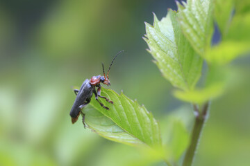 Wall Mural - Сute bug sitting on plant