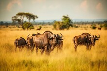 African Buffalo Herd Grazing In Savannah. AI