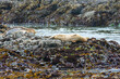 Harbor Seals laying on exposed rocks, Yaquina Head State Park, Oregon