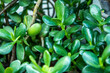 The jade tree is one of nature's most powerful lucky charms