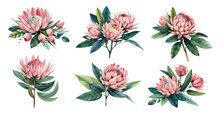 Watercolor Protea Flowers With Leaves. Generative Ai