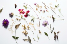 Pressed Flowers, Desiccated, On Plain White Background. Generative AI