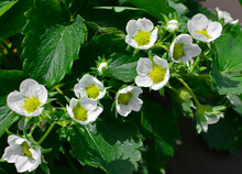 Kwitnaca Truskawka, Poziomka Truskawka, (Fragaria × Ananassa), Blooming Garden Strawberry