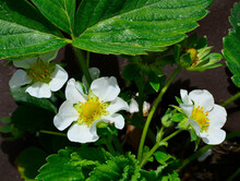 Kwitnaca Truskawka, Poziomka Truskawka, (Fragaria × Ananassa), Blooming Garden Strawberry