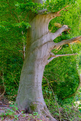 Wall Mural - tree with green leaves, springtime in the forest.