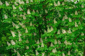 Wall Mural - aesculus hippocastanum flowering of a horse chestnut in spring.