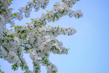 Wall Mural - malus hupehensis, an ornamental apple, flower buds on the tree in spring.
