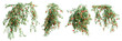 Set of Pyrostegia Venusta creeper plant, vol. 2, isolated on transparent background. 3D render.