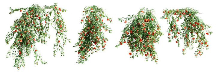 Fototapete - Set of Pyrostegia Venusta creeper plant, vol. 2, isolated on transparent background. 3D render.