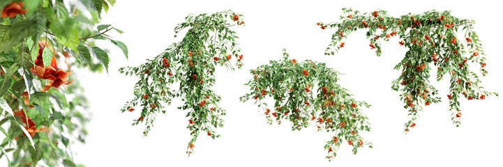 Fototapete - Set of Pyrostegia Venusta creeper plant, vol. 1, isolated on transparent background. 3D render.