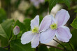 A beautiful Clematis Montana hidden in the shade from the spring sun.