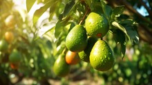 Avocado In Orchard Plantation Close-up. Generative AI