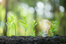 Idea Of Renewable Energy And Energy Saving. Energy Saving Light Bulb And Tree Growing On The Ground On Bokeh Nature Background. Saving, Accounting And Financial Concept.