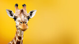 Fototapeta  - Advertising portrait, banner, calm giraffe on the left side of the frame, with a surprised look, isolated on a neutral yellow background. Generated Ai