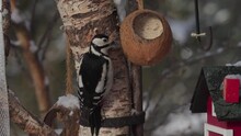 Downy Woodpecker Pecking On A Coconut Shell Feeder. Close Up