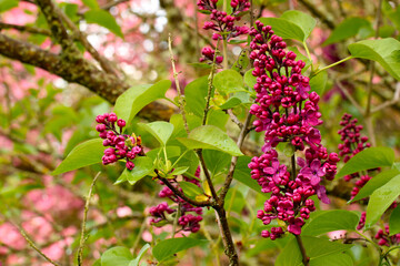 Canvas Print - Common Lilac Blossom 02