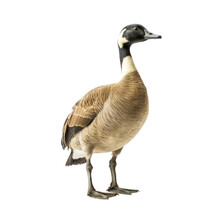 Goose Isolated On White