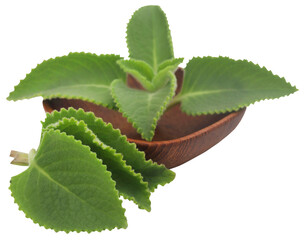 Sticker - Oregano leaves