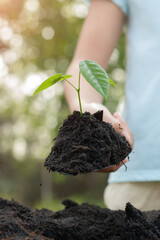 Wall Mural - girl holding a seedling in hand. child hold a small shovel filled with soil to grow potted plants. agriculture concept, World environment day and sustainable environment concept. ecology.