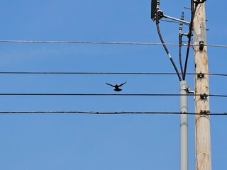 Male red-winged blackbird spreading wings while flying off of wires