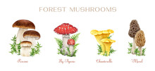 Forest Mushrooms Vintage Style Set. Watercolor Illustration. Hand Drawn Porcini, Fly Agaric, Chanterelle, Morel Mushrooms Decorated With Green Moss. Vintage Style Mushroom Botanical Illustration Set