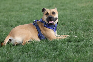 Black mouth cur puppy 