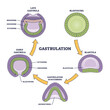 Gastrulation stages as early embryo development process outline diagram. Labeled educational scientific scheme with blastocoel, blastula and gastrula microbiological structure vector illustration.