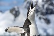 Photo of a chinstrap penguin in Antarctica on a snowy surface