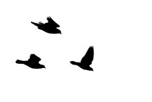 Three Bird Silhouettes Flying Together Against A Blank Background