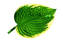 Green Leaf Of Hosta Plantain