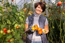 Older Woman Happily Harvesting Tomatoes In Greenhouse