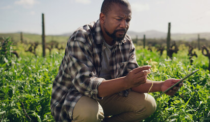 Poster - farm, tablet and a black man on a field for agriculture, sustainability or innovation during spring.