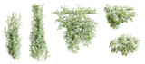 Set of Trachelospermum Jasminoides creeper plant,  vol. 2, isolated on transparent background. 3D render.