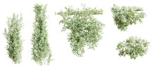 Set Of Trachelospermum Jasminoides Creeper Plant,  Vol. 2, Isolated On Transparent Background. 3D Render.