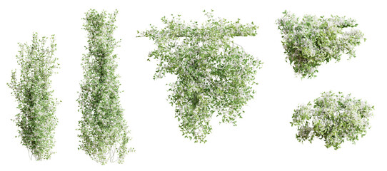 Fototapete - Set of Trachelospermum Jasminoides creeper plant,  vol. 2, isolated on transparent background. 3D render.