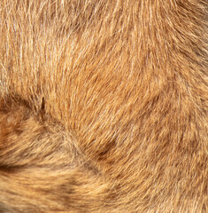 dog fur as a background. texture of a dog's fur
