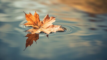 Wall Mural - Fallen maple leaf in autumn colors floating on water surface. Generative AI.