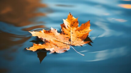 Wall Mural - Fallen maple leaf in autumn colors floating on water surface. Generative AI.