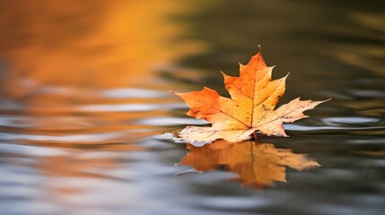 Wall Mural - Fallen maple leaf in autumn colors floating on water surface. Generative AI.