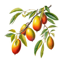 Botanical Illustration, Branch With Mango In Retro Illustration Style, PNG. Generative AI
