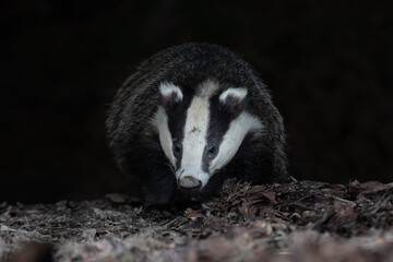 Poster - Taken from ground level, the image shows a badger close head on as it forages among the leaves at night. It has a dark plain background ideal for text