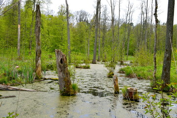 Wall Mural - A view of a small river, stream, or swamp located in the middle of a dense forest or moor between some trees, herbs, shrubs, and other kinds of flora seen on a Polish countryside during a hike