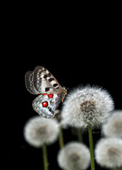 Aufkleber - bright apollo butterfly on a white fluffy dandelions on black.